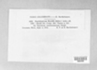 Naohidemyces vacciniorum image